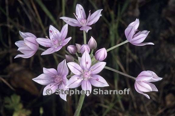 Called the Sierra onion, or dusky onion. Photograph from the Sierra Nevada, California. Image 4